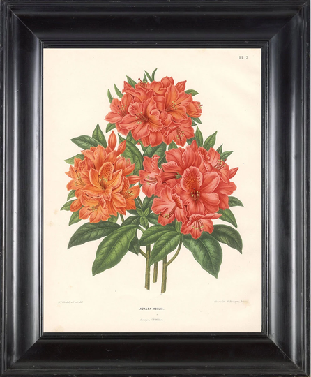 Botanical Print Wendel Botanical Art Print 5 Beautiful Antique Azalea Mollis Flower Spring Garden Plant To Frame