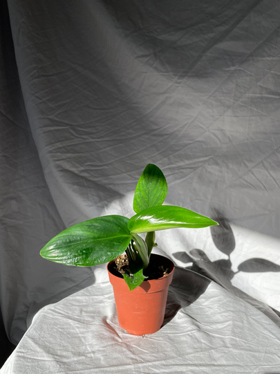 Monstera Standleyana Green Form 4