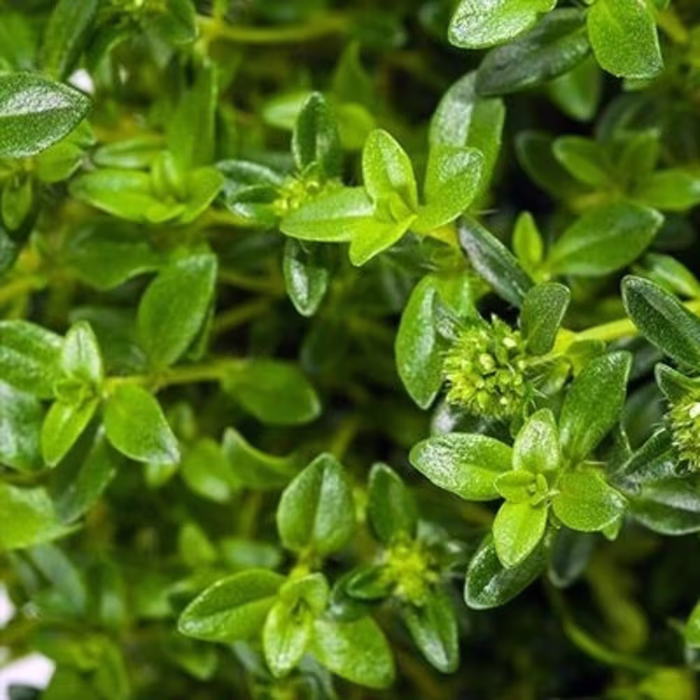Summer Savory Seeds - Open-Pollinated For Seed Saving Non-Hybrid & Non-Gmo Heirloom Canada Herb