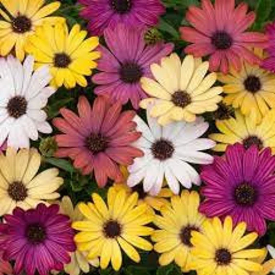 Rare Original Flower Seeds Dimorfoteka "Mix