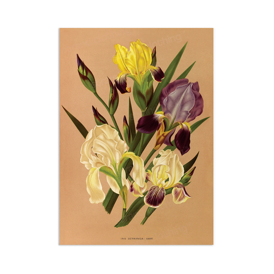 Antique Botanical Art Print Poster Vintage Wall Flowers Floral Iris Nature Leaf Plant Illustration Victorian Herbs Beautiful Elegant A3
