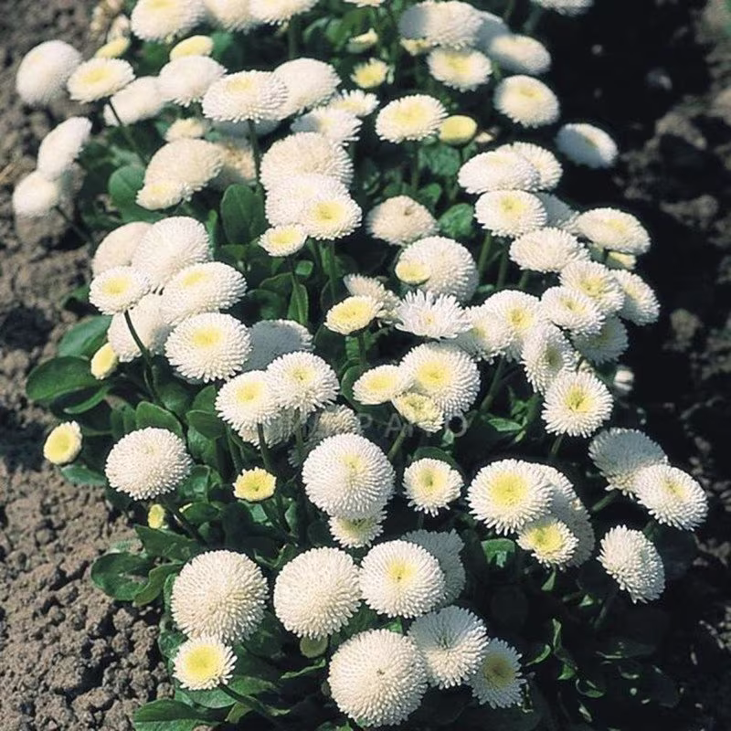 English Daisy Snow Queen Seeds Perennial Flowering Non Gmo For Planting | 201441