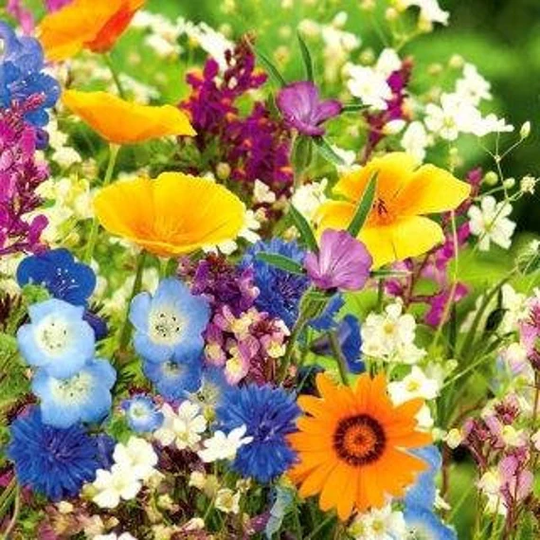 Bees Attracting Flower Mix 500 Seeds