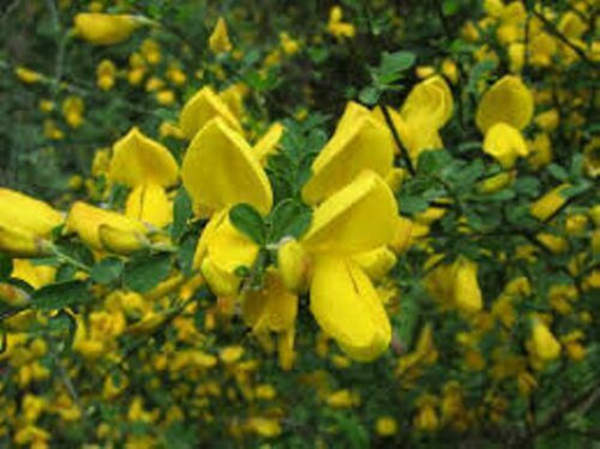 100 X Broom Tree Seeds, Scotch | Cytisus Scoparius Shrub Seeds
