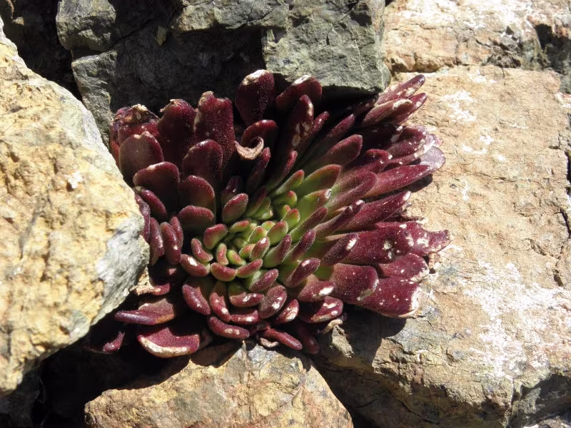 10 X Sedum Microstachyum - Cyprus Troodos Stonecrop Succulent Seeds Fast Growing Hardy Super Plants