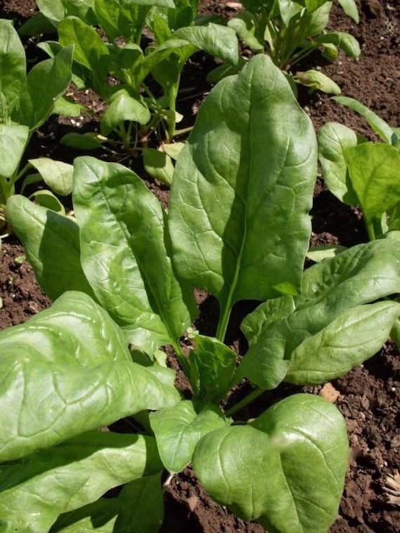 Vegetable - Spinach Matador 140 Premium Quality Seeds 1st Classpostage