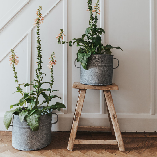 The Suffolk Planter