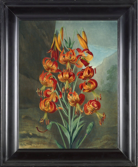 Botanical Print Art Print Th5 Beautiful Antique Lily Tiger Lilies Orange Spring Summer Nature Garden Plants Home Room Decor Picture To Frame