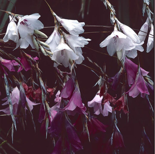 Dierama Strawberry Ice Cream X15 Seeds Angels Fishing-Rods Fairy Flower Seeds