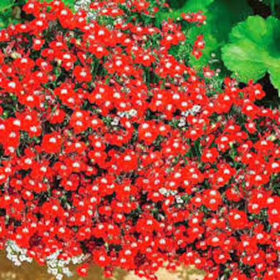 Natural Flower Lobelia Ruby Falls Ukraine Seeds Organic