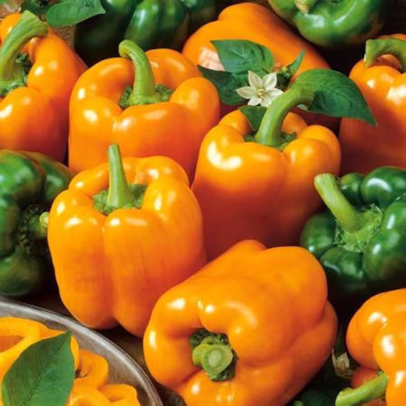 Sweet Pepper Seeds Californian Wonder Orange