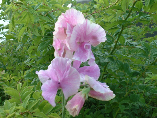 Sweet Pea Brian Haynes 15 Seeds, Lavender Flake, Fragrant Sweet Pea Tall Type