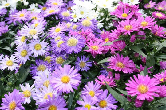 Aster Seeds Aster Alpine