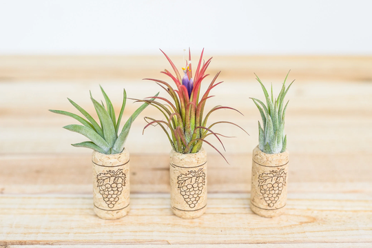 Sale Pack - 3 Or 5 Wine Cork Magnets With Ionantha Air Plants 30 Day Plant Guarantee Tillandsia Holder Fast Shipping