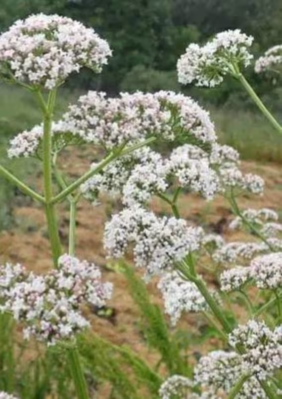 Valerian Seeds | Valeriana Officinalis. Organic