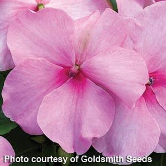 Impatiens Seeds Accent Pink 100 Thru 1, 000 Bulk Walleriana