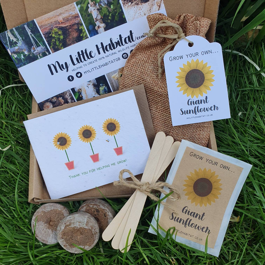 Sunflower Growing | Thank You For Helping Me Grow Teacher With Plantable Card Activity School Bee Eco Gift Nature Garden