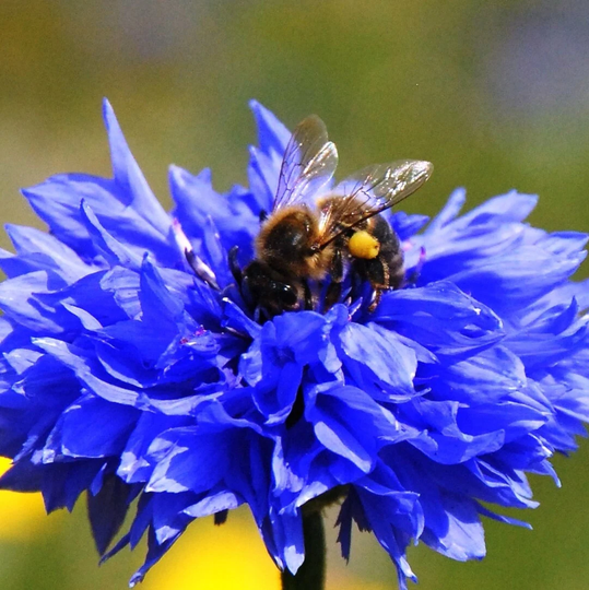 100 Wildflower Seed Balls For Bees & Butterflies, Seedballs, Bombs