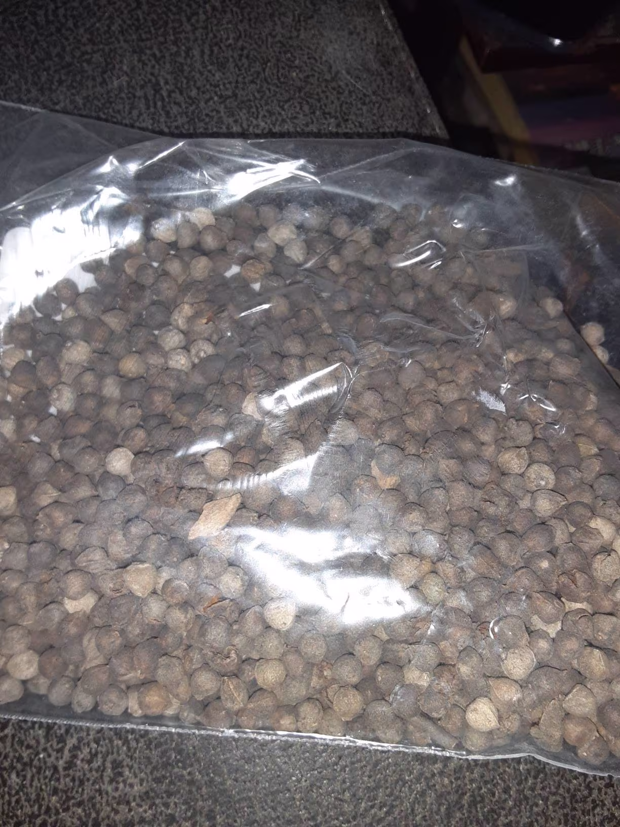 Chinese Zelkova Tree Seeds