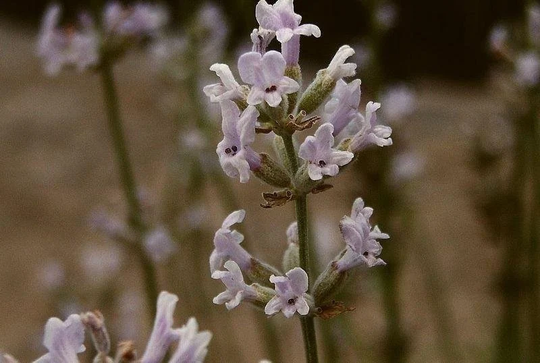 Lavender English Rosea Plant Flower Herb 8+ Seeds Annual | Delicate Pink Flowers Held Above The Soft Grey Green Foliage