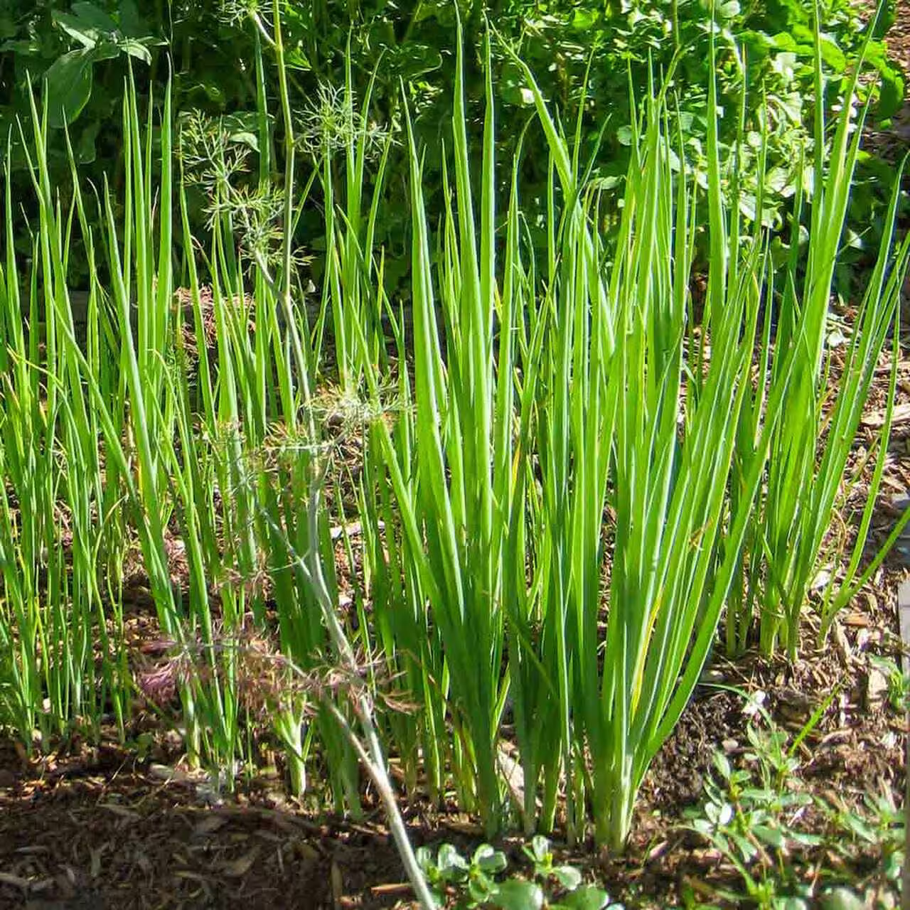 Onion Tokyo Long White Heirloom Seed 40