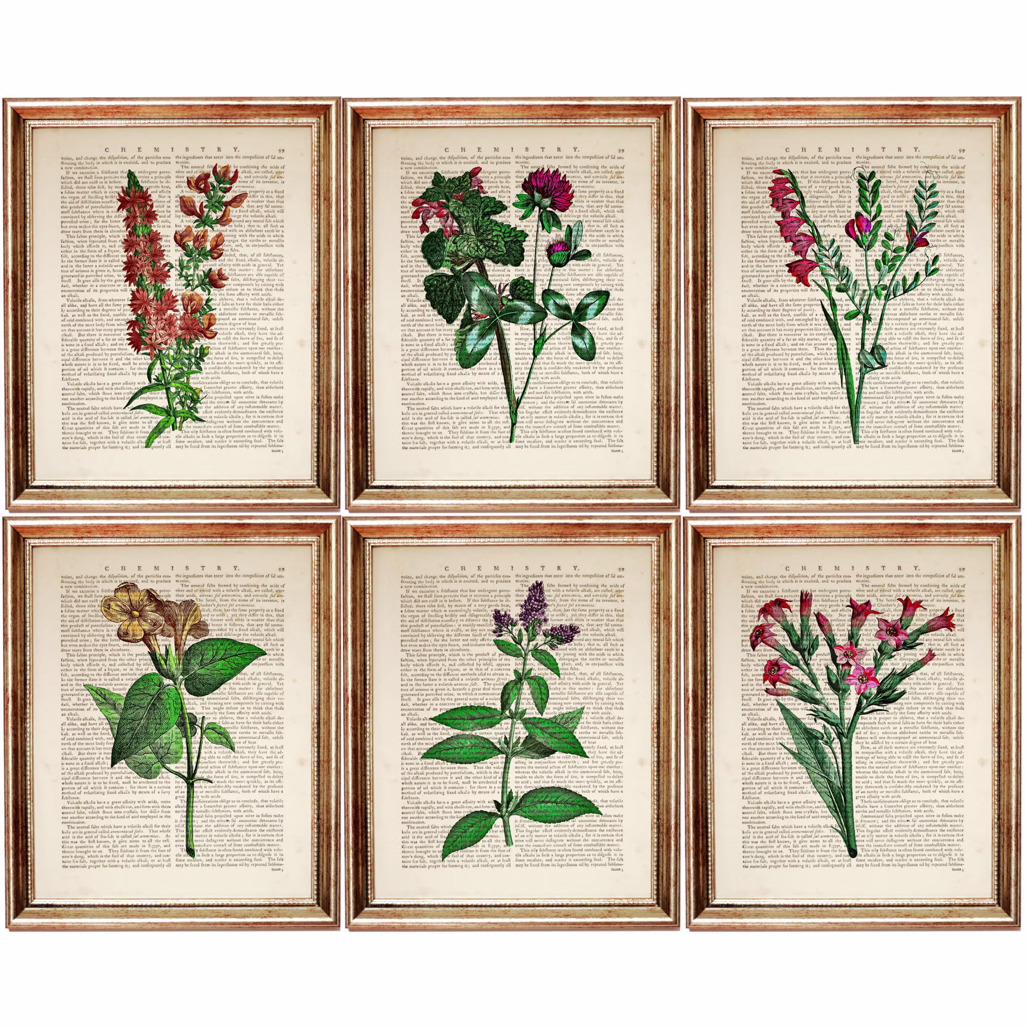 Set Of 6 Prints, Wild Flower Print, Wall Decor, Botanical Art 6, Dictionary Herb Print