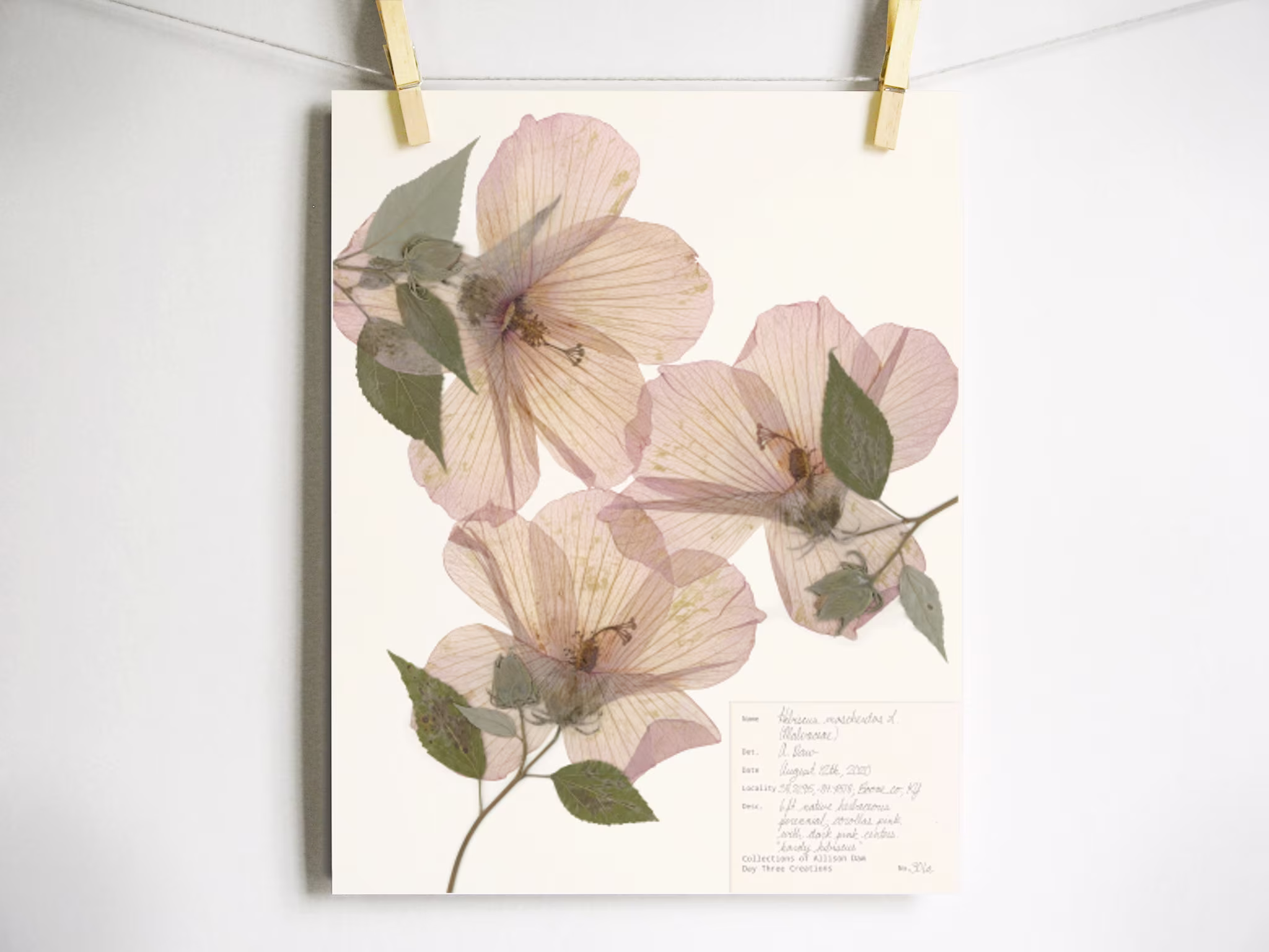 Hibiscus Print; Pressed Flower Print Pink Wildflower Art For Girl Nursery Delicate Floral Wall New Baby Gift Feminine Décor Dried Plant