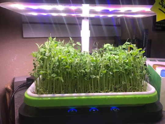 Microgreen Growing Kit