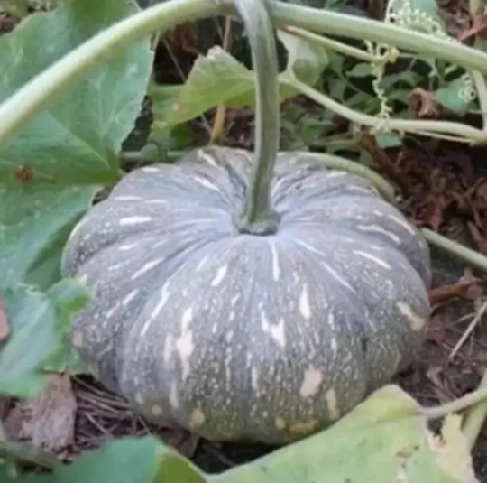 Asian, Bangladeshi F1 Hybrid Big Giant Sweet Pumpkin - Aushi Kodu, Sofry Misti Kumra, Kaadu 10 Seeds | UK Seller