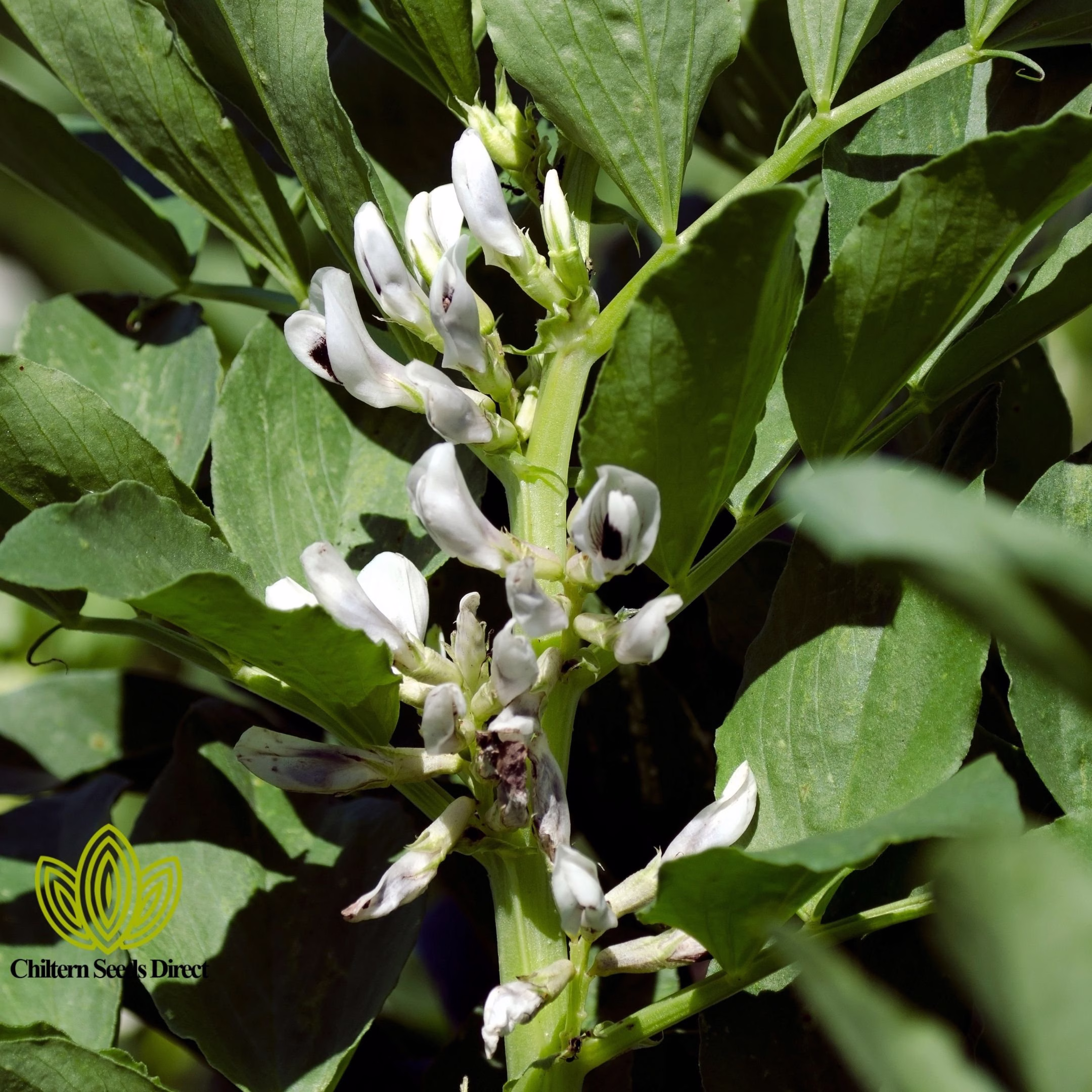 Flower - Broad Bean Aquadulce Claudia Organic 15 Quality Seeds