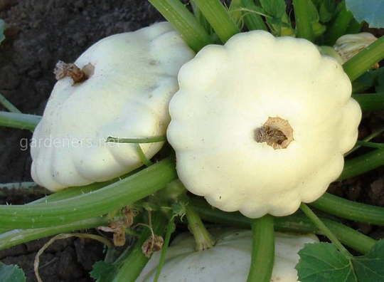 Squash Seeds Pearl