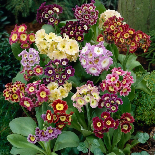 Primula Auricula Mixed. X25 Seeds , Hardy Perennial, Fairy Flower Seeds