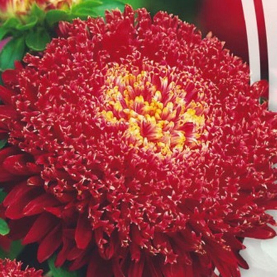 Aster Princess Ricarda Seeds Annual Flowering Non Gmo For Planting | 201550