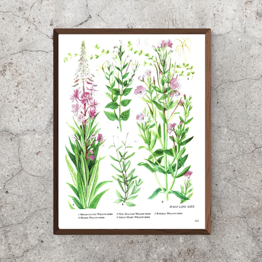 Willow Herb, Rosebay Unframed Vintage Flower Print, Pink, Botanical, Floral, Nature, Plant, Book Plate, Wall Art