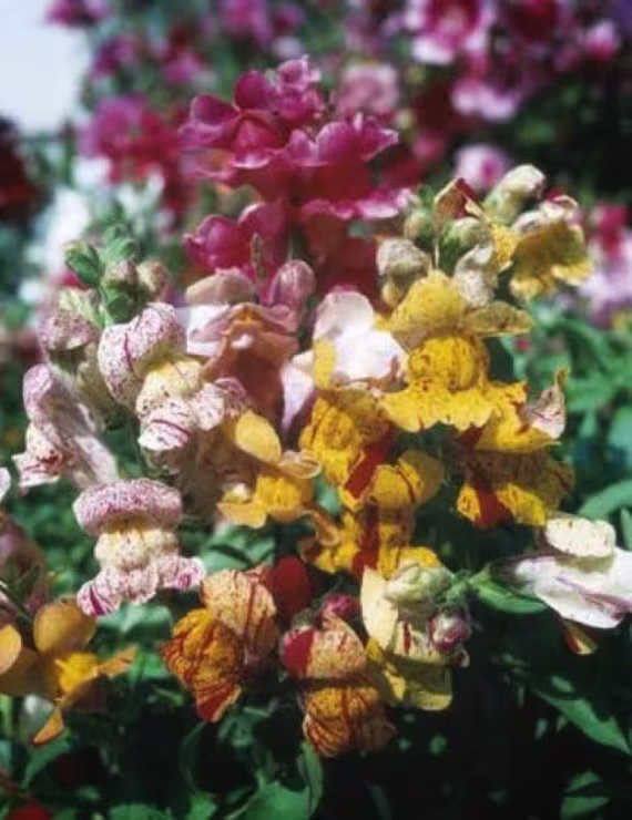 Snapdragon Brighton Rock Mixed 175+ Seeds Annual | Lovely Old Fashioned Variety With Rich Colours