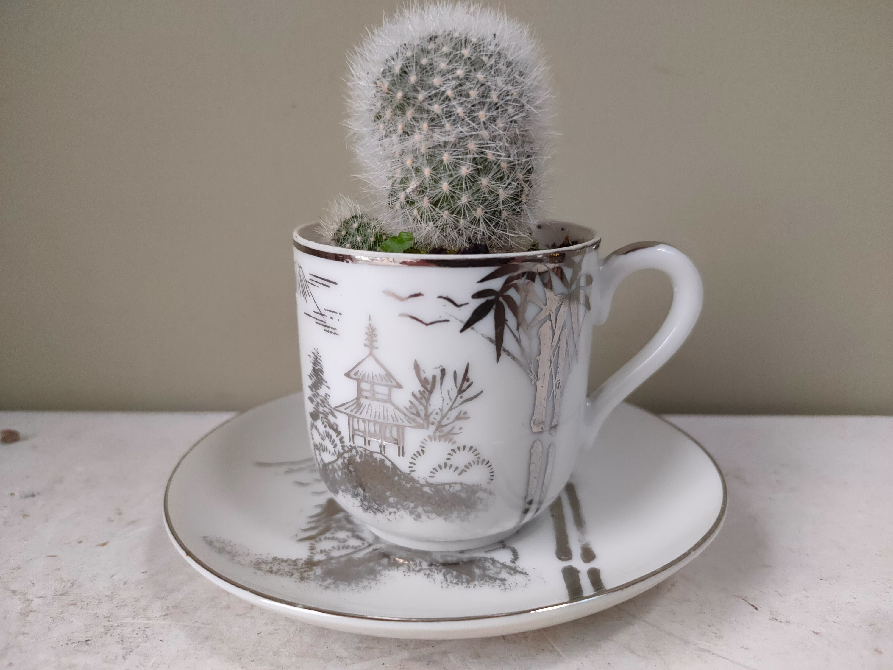 Lovely Ceramic Indoor Tea Cup Planter. Made From Japanese Geisha Lithophane Translucent Eggshell China & Saucer. Cactus