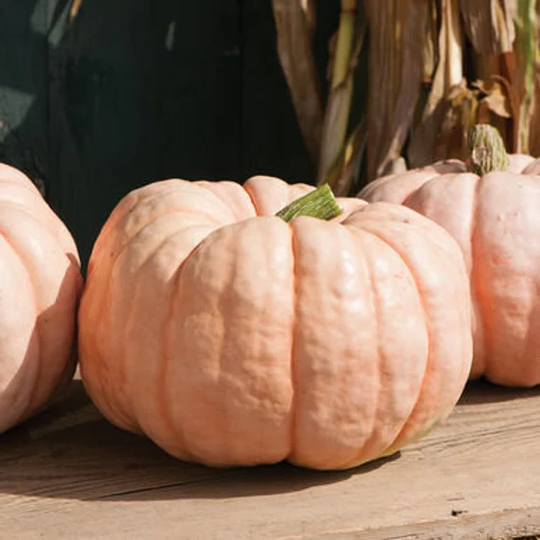 10 Beautiful Porcelain Doll Pumpkin Seeds Sweet Flesh Can Be Used For Pies, Soups, & Other Gourmet Delights Porcelain Doll Kürbis Samen