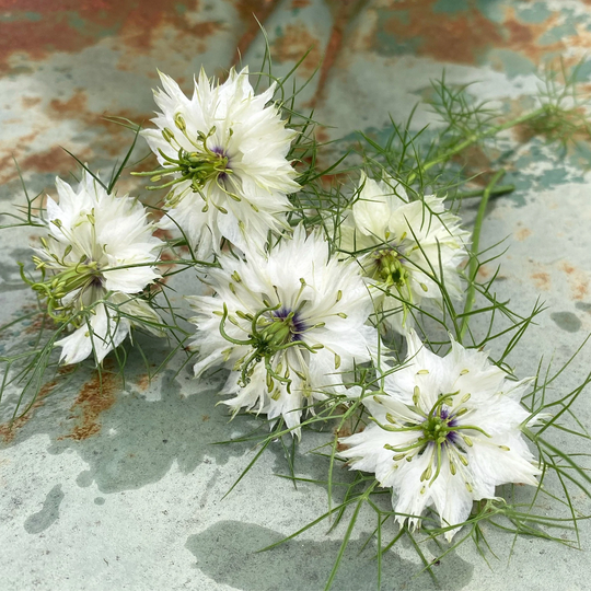 White Flowered Nigella Seeds, Damascena Easy To Grow Cottage Garden Flowers, Seed Pods Are Great For Dried Crafts