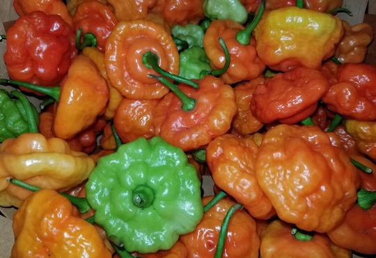 50 Aji Dulce Seeds