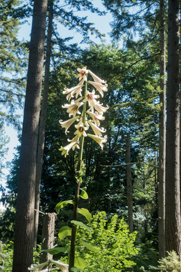 20 Seeds Giant Himalayan Lily Largest Of All Lilies Grows 6-8 Feet -See Description Below - Cardiocrinum Giganteum