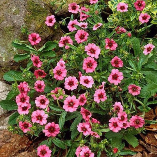 Nepal Cinquefoil 50 Seeds