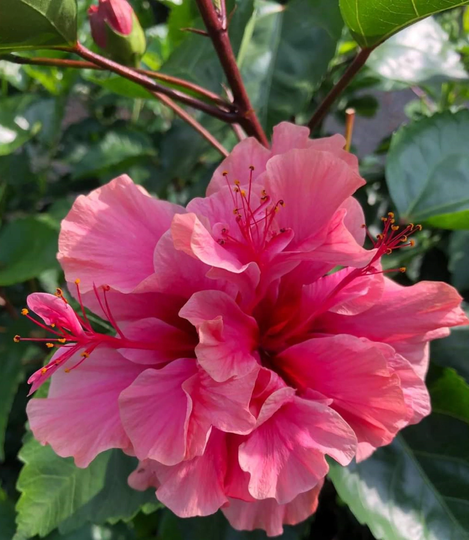 Hibiscus Pink Tolerant 60 Seeds