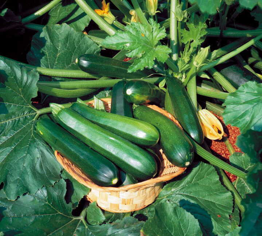 Organic, Non-Gmo, Home-Grown, Garden-Grown Zucchini Seeds, Green Vegetable Seeds