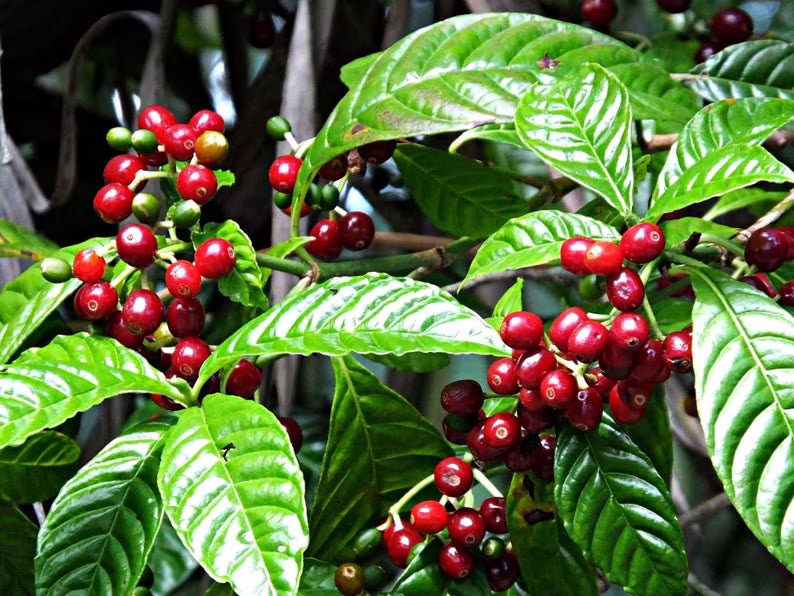 Coffee Arabica Nana-Dwarf 10 Seeds