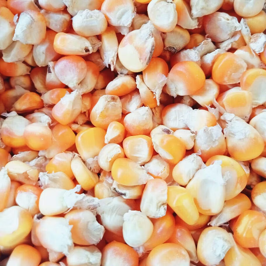 100% Pure Natural Organic Corn Sweet Seeds Seed Non Gmo From Sri Lanka 1.7/3.5 Oz