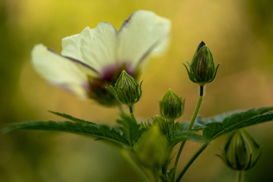 Kenaf | Hibiscus Cannabinus Seeds | ~50 Non-Gmo, Heirloom, Open Pollinated Seed Packet, Flower Seeds, Gardener Gift