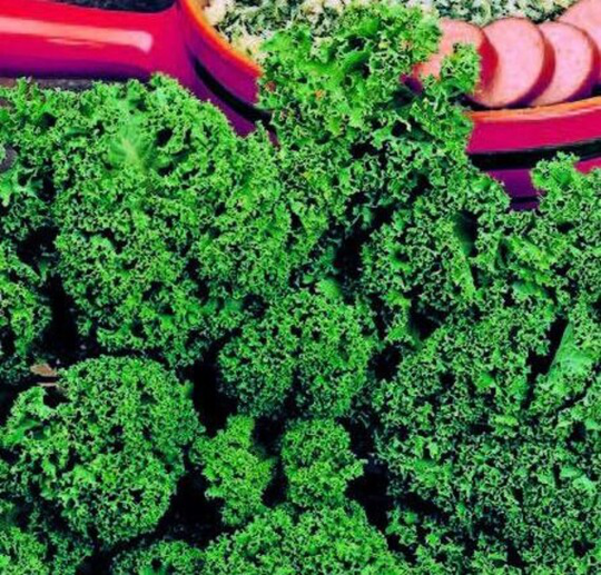 Curly Kale Westland Autumn Vegetable Seeds Easy Grow | Brassica Oleraces Your Own Indoor Outdoor in The UK