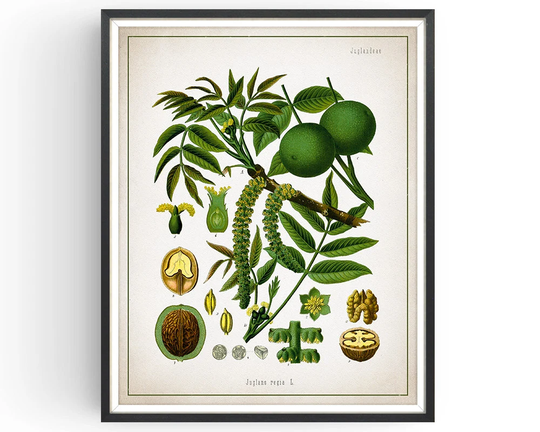 Walnut - Botanical Print Vintage Walnut Medicinal Plant Botany Decor Kitchen Unframed