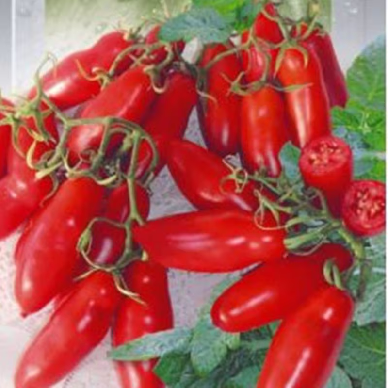 Tomato Cherevichki Seeds Heirloom Non Gmo For Planting | 204455