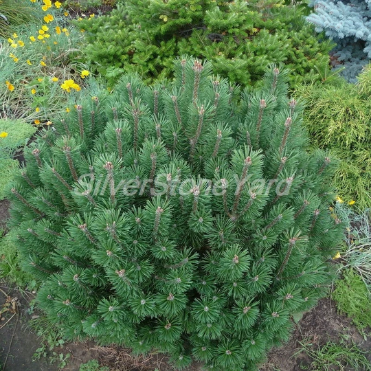 Pinus Mugo 10 Seeds Ukrainian Organic Sw779